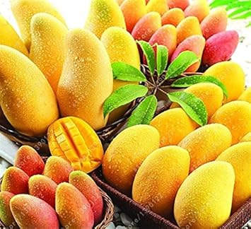 Yellow mango Mangifera indica seeds for orchard garden